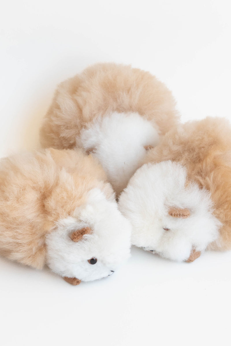 Inspired Peru Guinea Pig