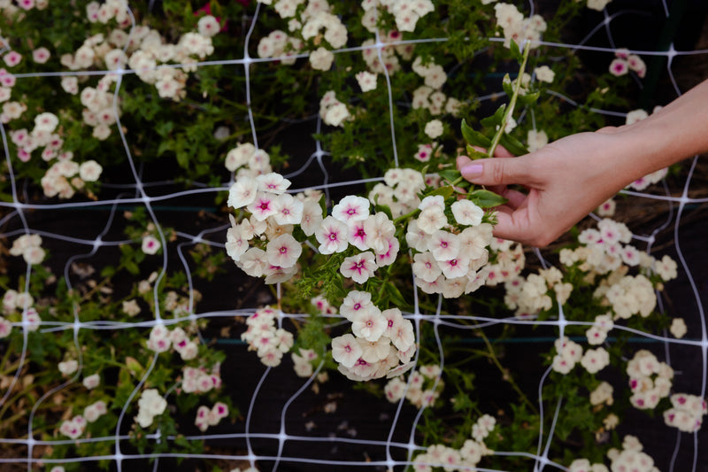 9/29 Floral Arrangement Workshop